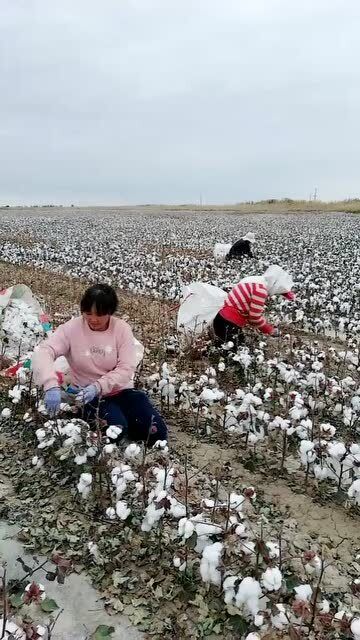 四川人在新疆种棉花,抛家舍业,一呆就是三年